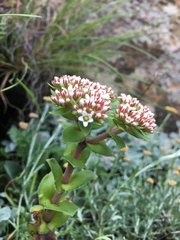 Crassula natalensis