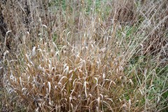 Trichloris pluriflora