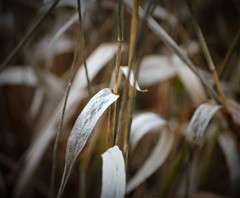 Trichloris pluriflora