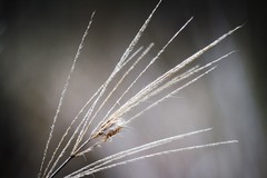 Trichloris pluriflora