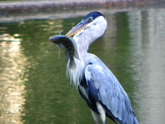 Ardea cocoi