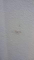 Lioptilodes albistriolatus