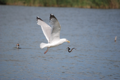 Caspian Gull｜里海鸥 参考照片