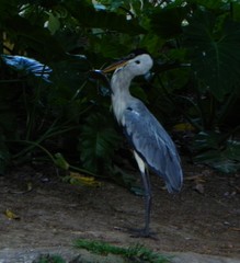 Ardea cocoi