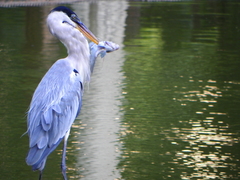 Ardea cocoi