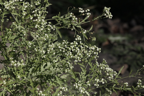 Parthenium hysterophorus iNat (1)