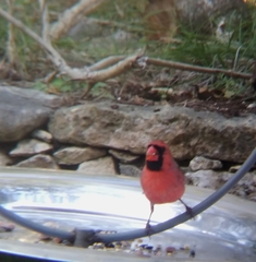 Cardinalis cardinalis