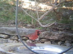 Cardinalis cardinalis