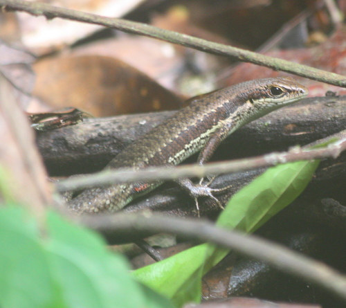 Trachylepis affinis