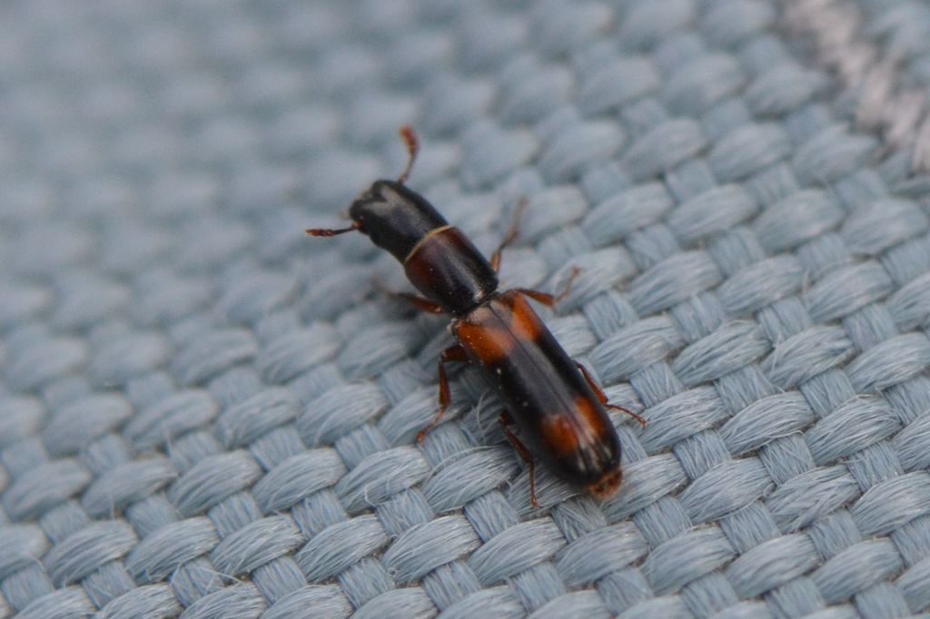 Nemozoma caucasicum