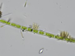 Rhizoclonium