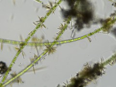 Rhizoclonium