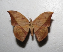 Oxytenis modestia