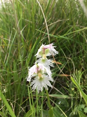 Huttonaea grandiflora