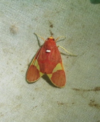 Trichromia lophosticta