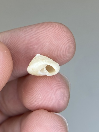 Calliostoma yucatecanum image