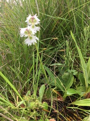 Huttonaea grandiflora