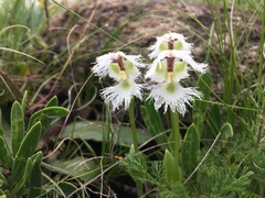 Huttonaea grandiflora