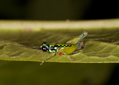 Lithoscirtus viceitas