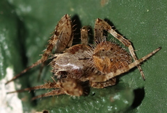 Pararaneus