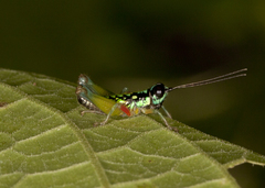 Lithoscirtus viceitas