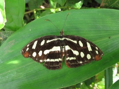 Catonephele mexicana
