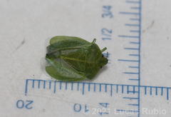 Chinavia longicorialis