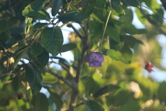 Crotalaria verrucosa