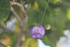 Crotalaria verrucosa