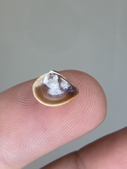 Anomalocardia cuneimeris