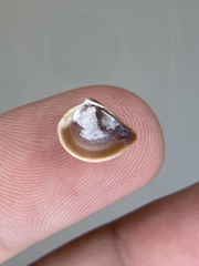 Anomalocardia cuneimeris