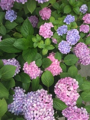 Hydrangea macrophylla