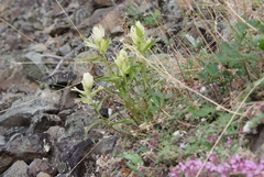 Castilleja pallida