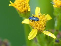 Bilyaxia cordillerae