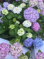 Hydrangea macrophylla