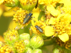 Bilyaxia cordillerae