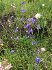 Lobelia preslii