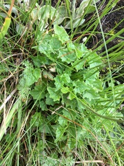 Lobelia preslii