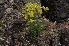 Papaver pulvinatum