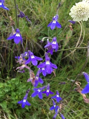 Lobelia preslii