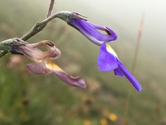 Lobelia preslii