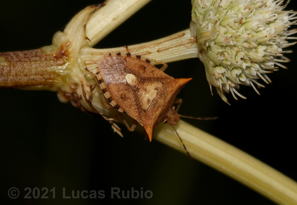 Adustonotus tauricornis