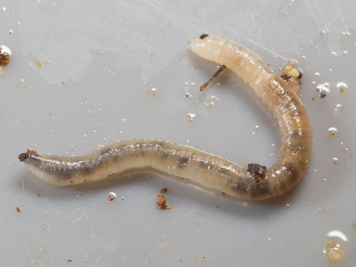 Annelida