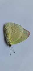Papilionoidea