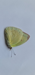 Papilionoidea