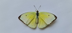 Papilionoidea