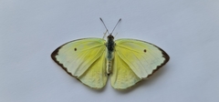 Papilionoidea