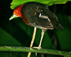 Rallina tricolor