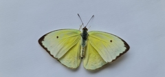 Papilionoidea
