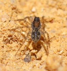 Lycosidae